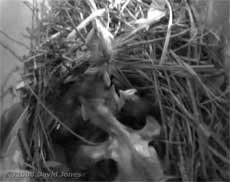 A Starling chick stretches its wings