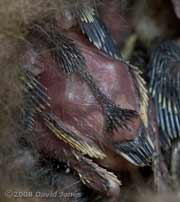 Great Tit chick's back and tail