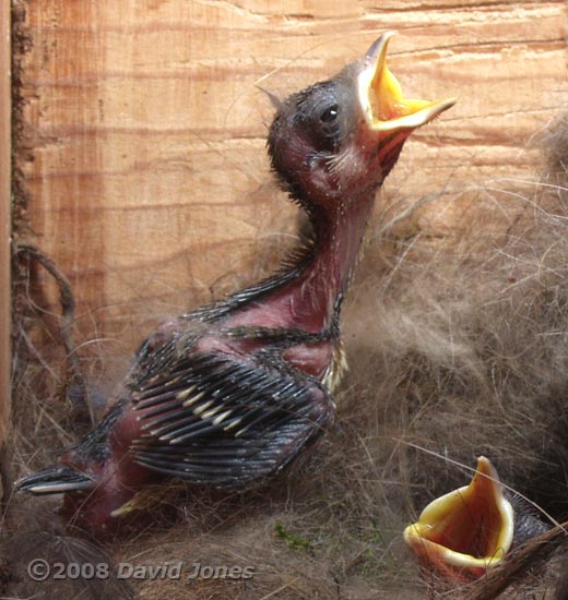 A Great Tit chick out of the nest cup - close-up