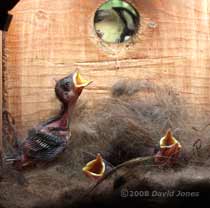 A Great Tit chick out of the nest cup