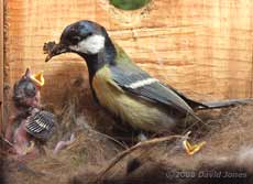 A Great Tit chick is fed with a spider