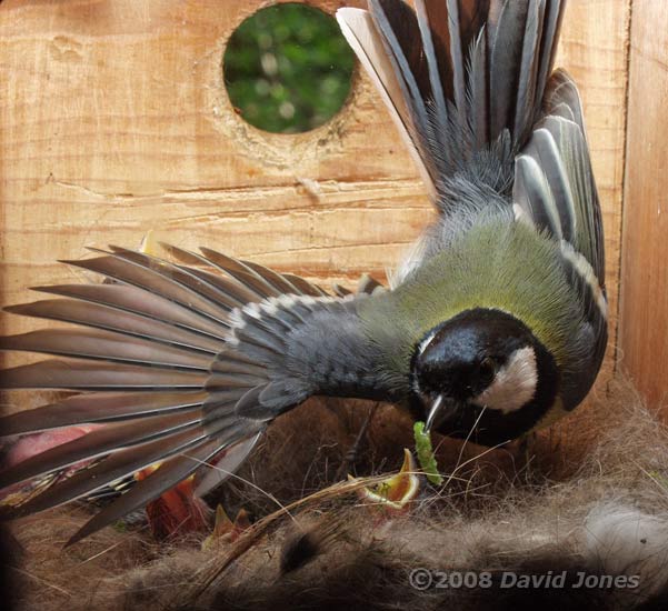 A Great Tit parent loses its balance