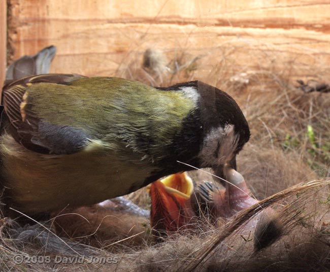 A Great Tit parent removes a faecal sac
