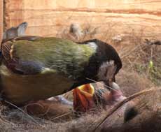 A Great Tit parent removes a faecal sac