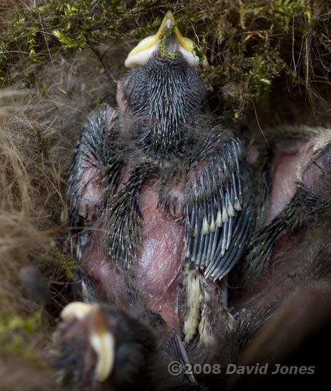 A Great Tit chick this evening