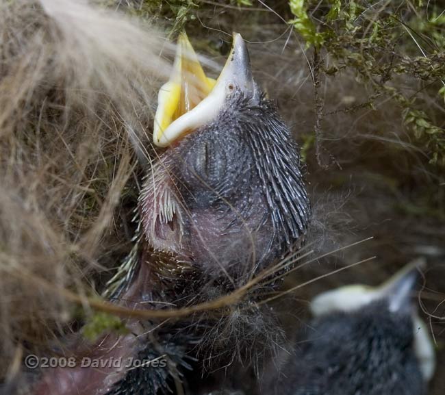 A Great Tit chick's head. showing its left ear
