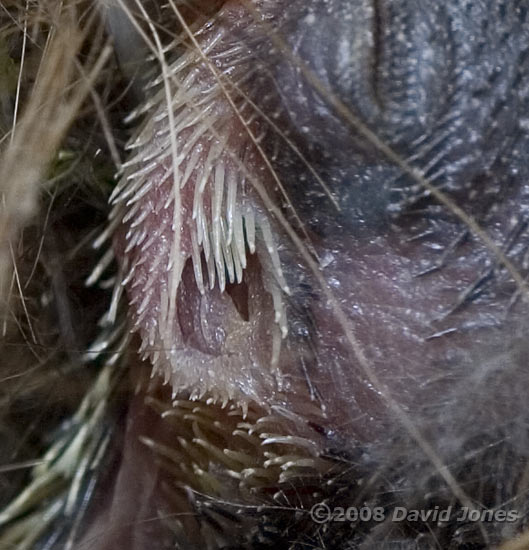 A Great Tit chick's ear - close-up