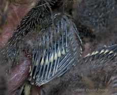 A Great Tit chick's wing, showing feathers emerging