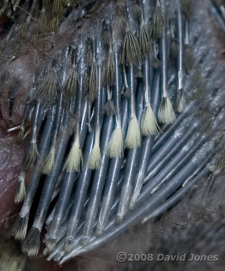 A Great Tit chick's wing, showing feathers emerging - close-up