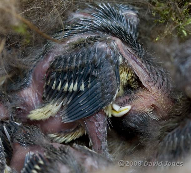 A Great Tit chick preens its developing breast feathers