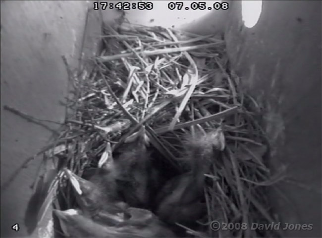 The Starling chicks this evening