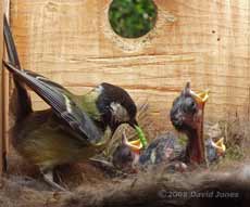 A green caterpillar is delivered