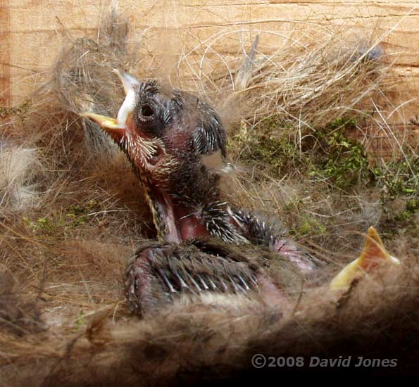 A Great Tit chick