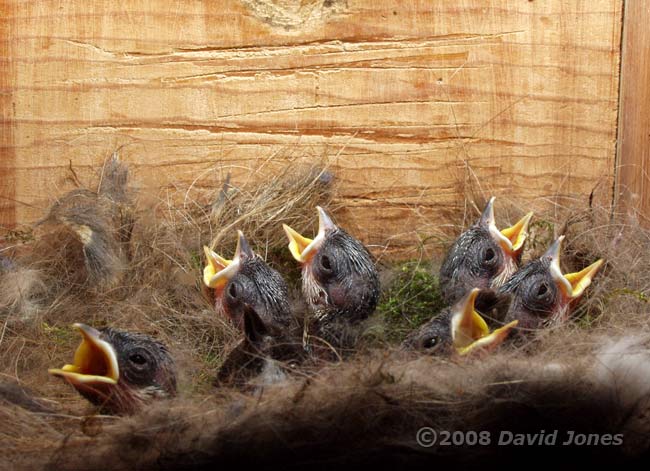 The Great Tit chicks