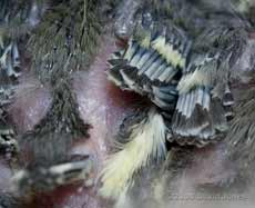 Great Tit chicks - a close-up of developing feathers