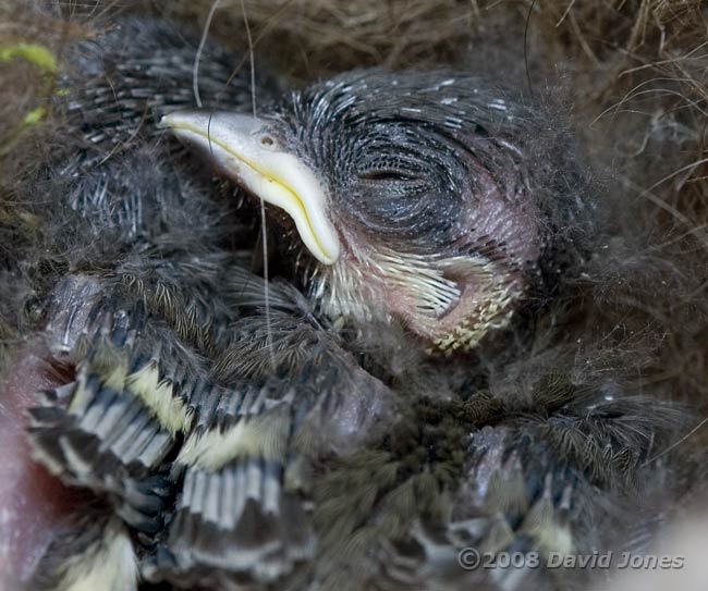 The head of a Great Tit chick