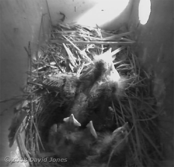 A Starling chick stretches a wing
