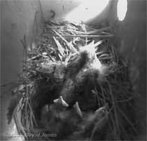 A Starling chick stretches a wing