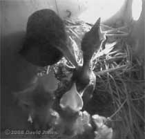 Starling chicks greet their mother