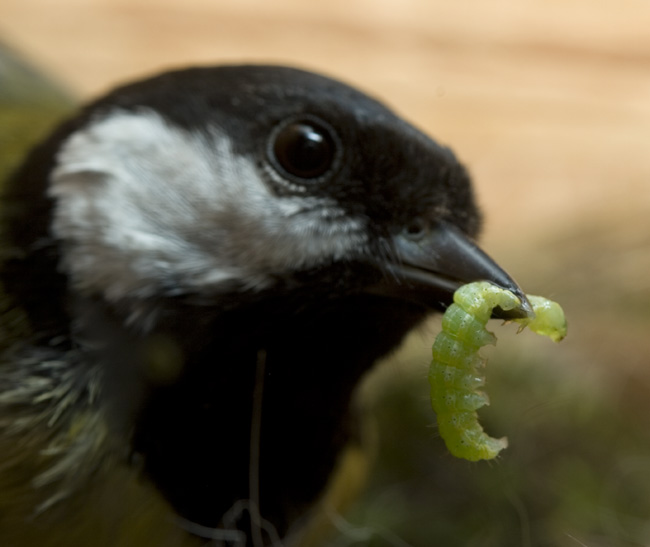 The Great Tit mum with caterpillar