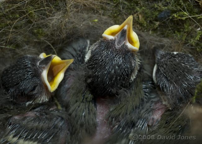 The Great Tit chicks today