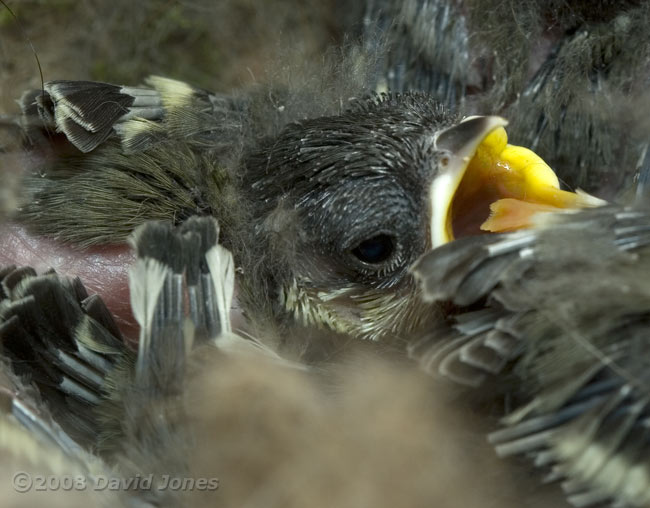 A Great Tit chick this evening