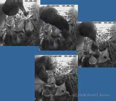 The Starling parent delivers some insects - sequence 1