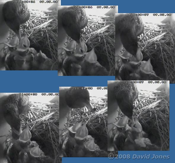 The Starling parent delivers some insects - sequence 2