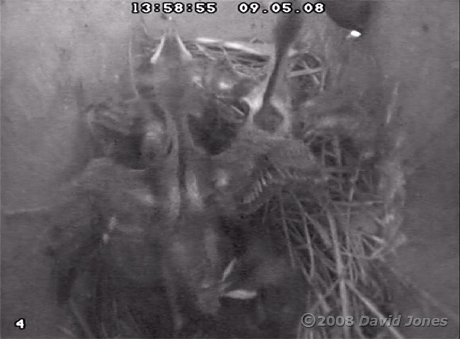 The Starling chicks greet a parent - 1
