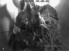 The Starling chicks greet a parent - 2