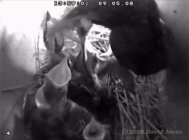 The Starling parent brings mealworms