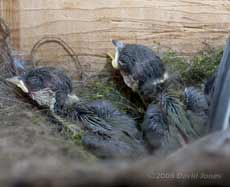 Great Tit chicks this evening