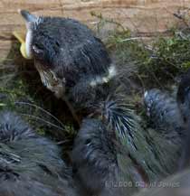 Great Tit chick - 1