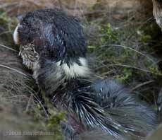 Great Tit chick - 2