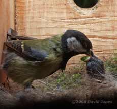 Great Tit chick receives a caterpillar