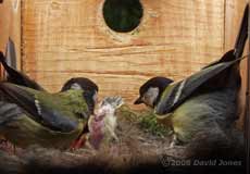 Great Tit parents wait to remove a faecal sac
