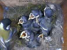 CCTV image of the Great Tit chicks and their mother