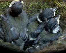 The Great Tit chicks this evening