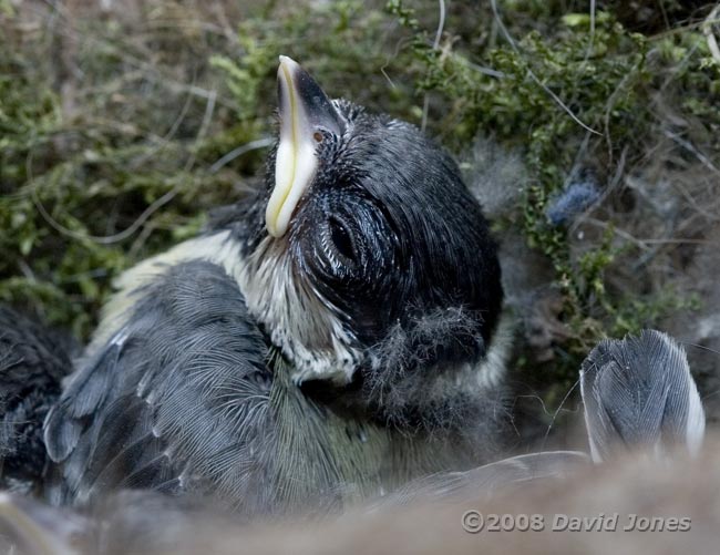 A Great Tit chick this evening