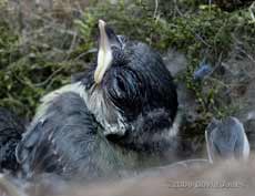 A Great Tit chick this evening