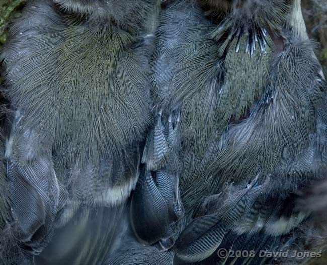 Detail of the Great Tit chicks' feathers