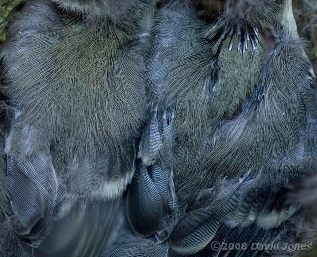 Detail of the Great Tit chicks' feathers