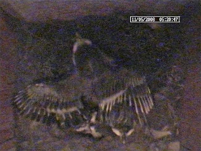 A Great Tit chick spreads its wings before dawn this morning