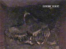 A Great Tit chick spreads its wings before dawn this morning