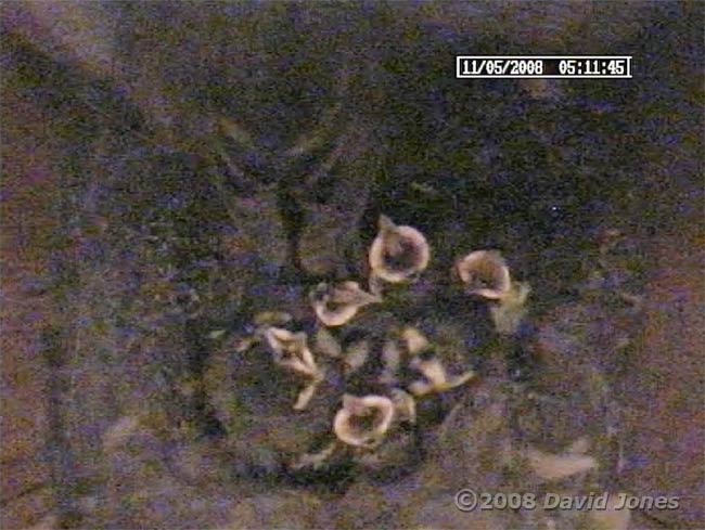 The Great Tit mother leaves before dawn this morning