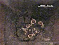 The Great Tit mother leaves before dawn this morning