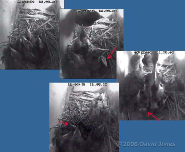 Last images of a dying Starling chick