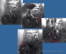 Last images of a dying Starling chick