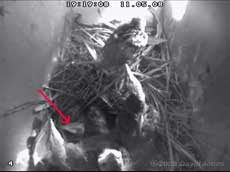 Starling box, showing dead chick this evening
