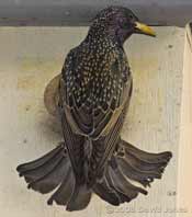 Starling parent at box entrance
